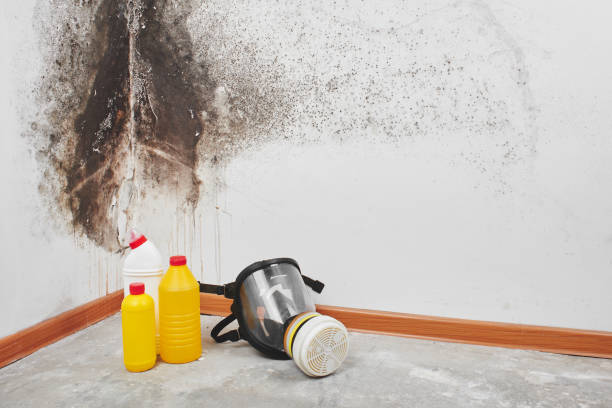 Best Crawl Space Mold Removal  in Carleton, MI