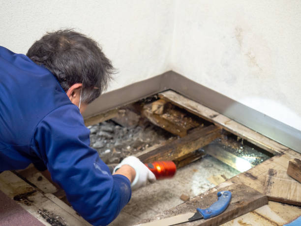 Best Professional Mold Removal  in Carleton, MI