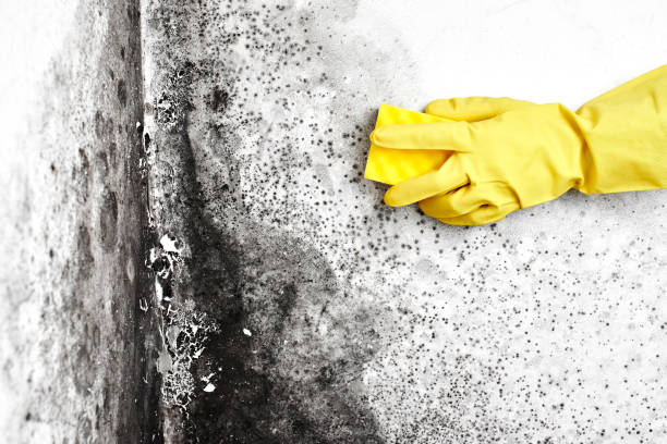 Best Mold Damage Repair  in Carleton, MI