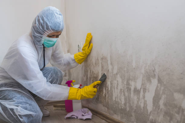 Best Mold Remediation Services  in Carleton, MI