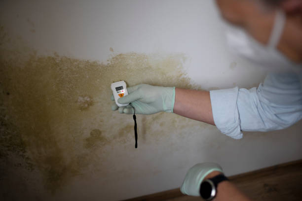 Best Best Mold Removal Companies  in Carleton, MI