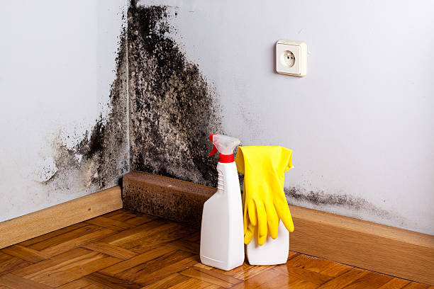 Best Fast Mold Removal  in Carleton, MI