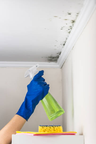 Trusted Carleton, MI Mold Removal Experts
