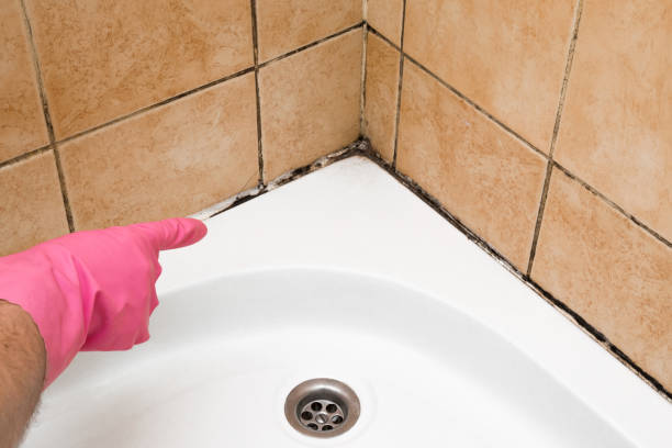Best Emergency Mold Removal  in Carleton, MI