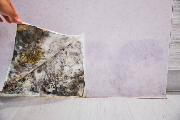 Best Black Mold Removal  in Carleton, MI